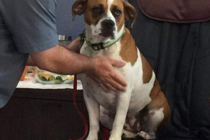 Šokantno zahteva gostiteljice ustrelil njen pes, ki je stresel uporabnike omrežja